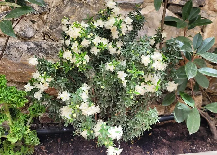 Διαμέρισμα Luxury - Le Petit Bati *