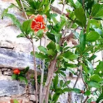 Luxury - Le Petit Bati Volos
