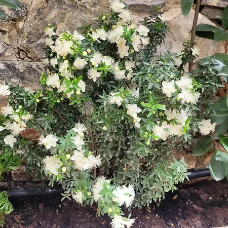 Apartament Luxury - Le Petit Bati *