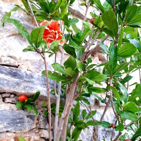 Luxury - Le Petit Bati Wolos