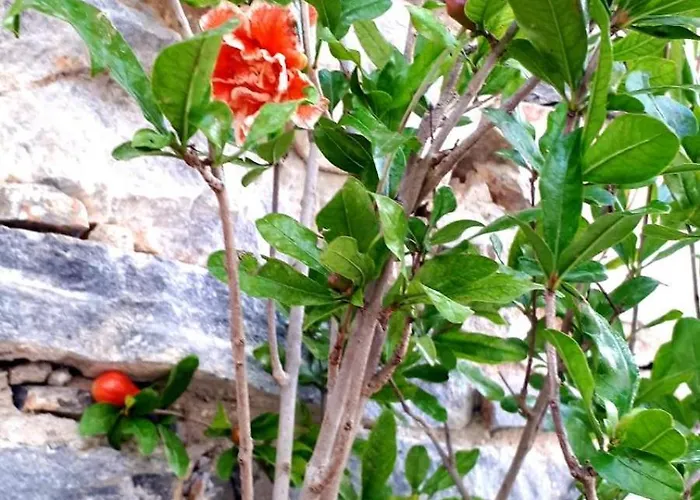 Luxury - Le Petit Bati Vólos